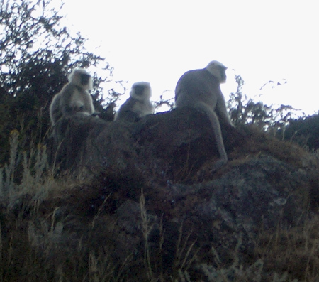 monkey parents